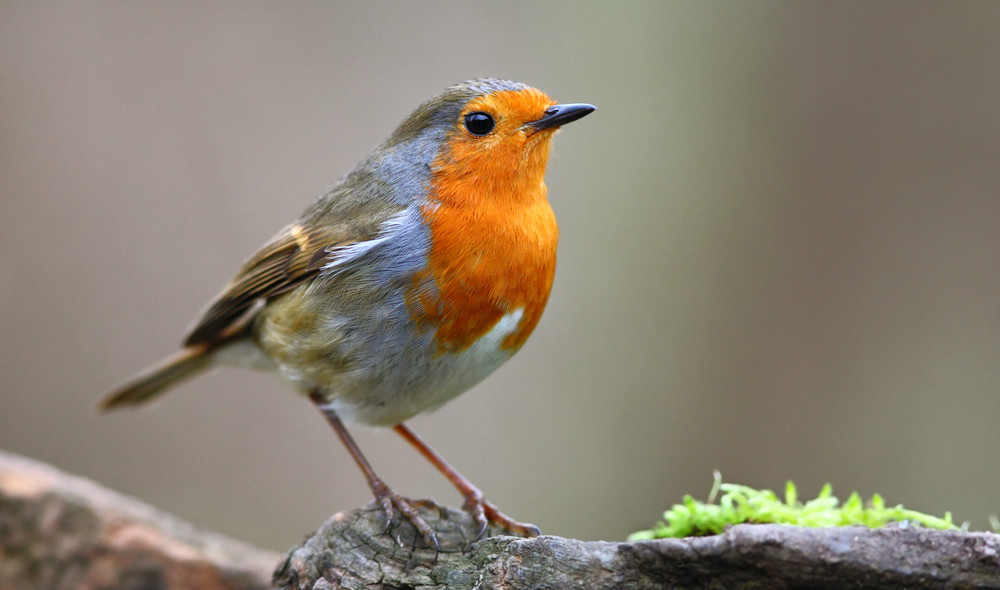 Rødkælk rødhals herrens veje folkekirken